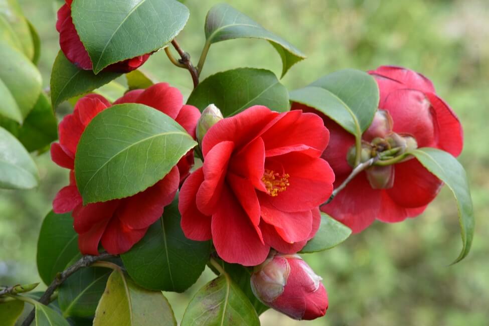 Signification de la fleur de camélia rouge