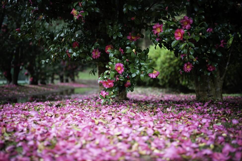 La signification culturelle des fleurs de camélia au Japon