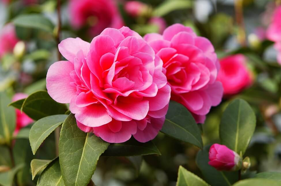 Signification de la fleur de camélia rose