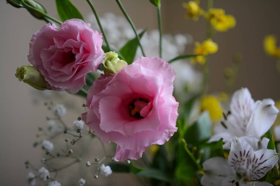 Occasions de cadeaux appropriées pour les fleurs de camélia