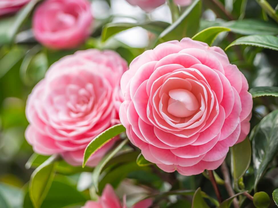 Comment cultiver des fleurs de camélia à la maison
