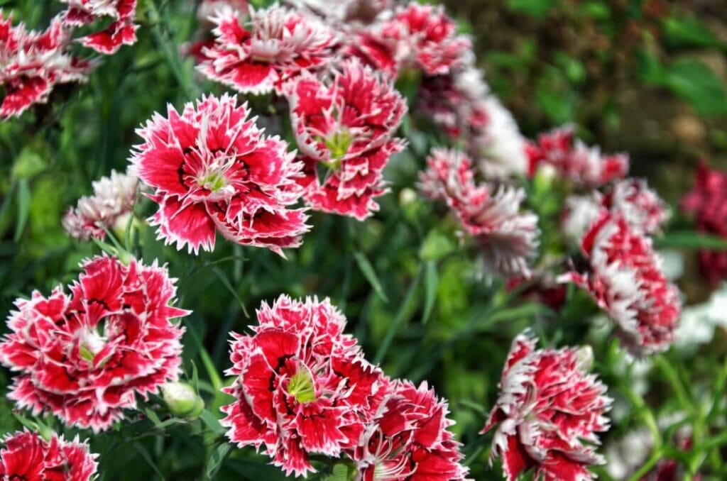 Types, espèces et cultivars populaires de dianthus