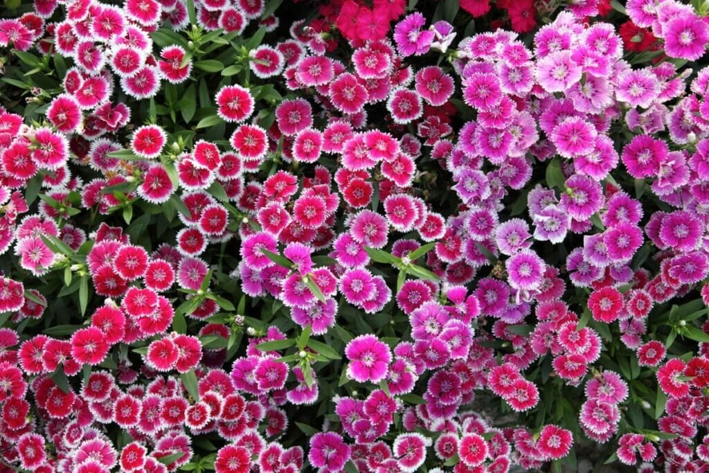 Utilisations et bienfaits des fleurs de dianthus
