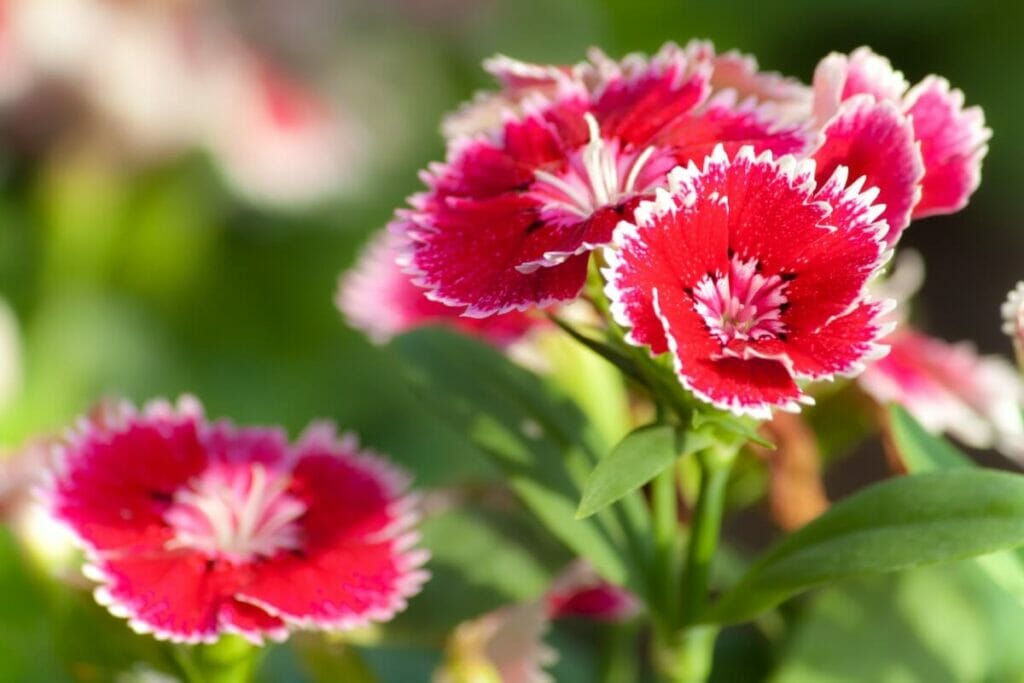 Utilisations culinaires des fleurs de dianthus
