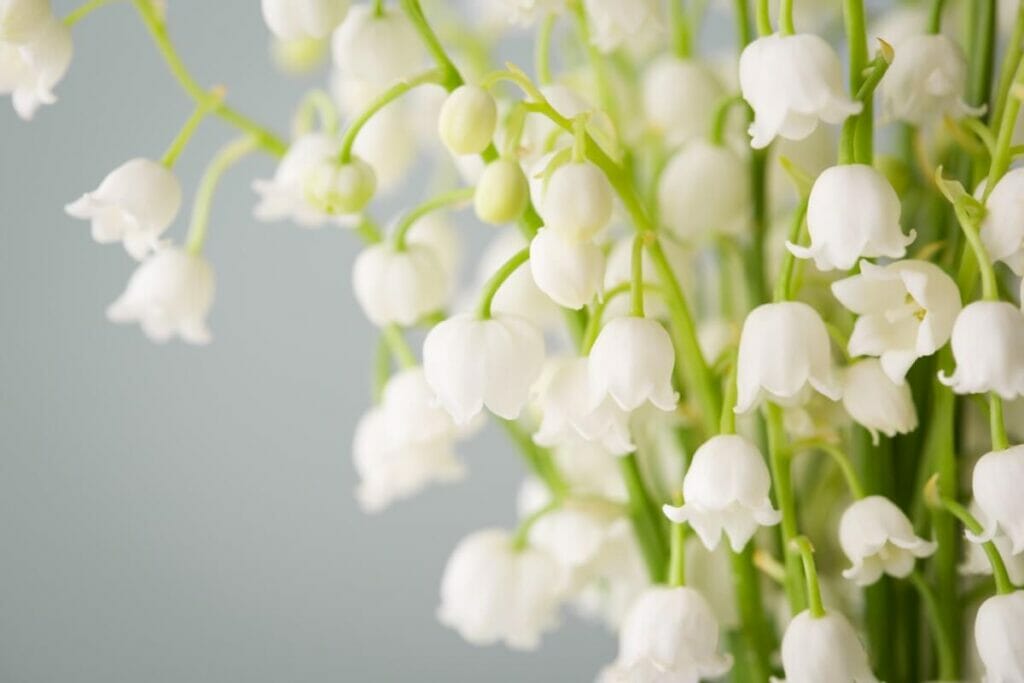 Signification moderne et symbolisme des couleurs de la fleur de muguet