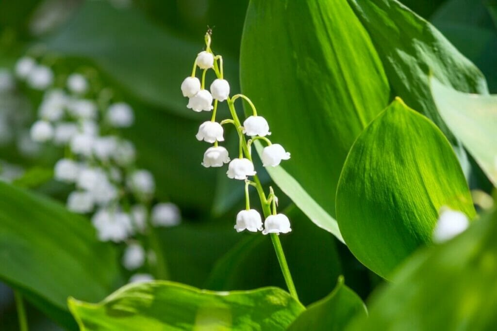 Le muguet dans les mythes, le folklore et les traditions du monde entier