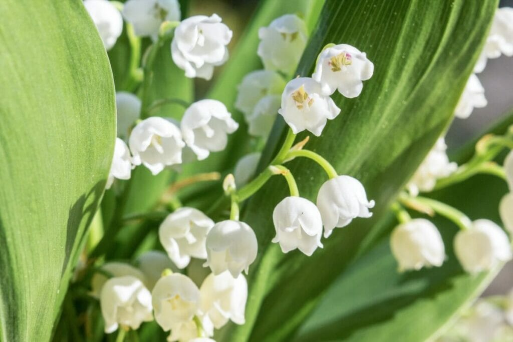 À propos des fleurs de muguet