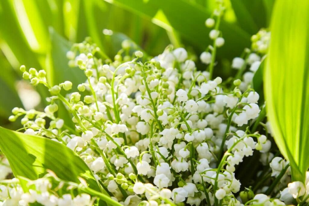 Le muguet dans la spiritualité, la religion et les funérailles