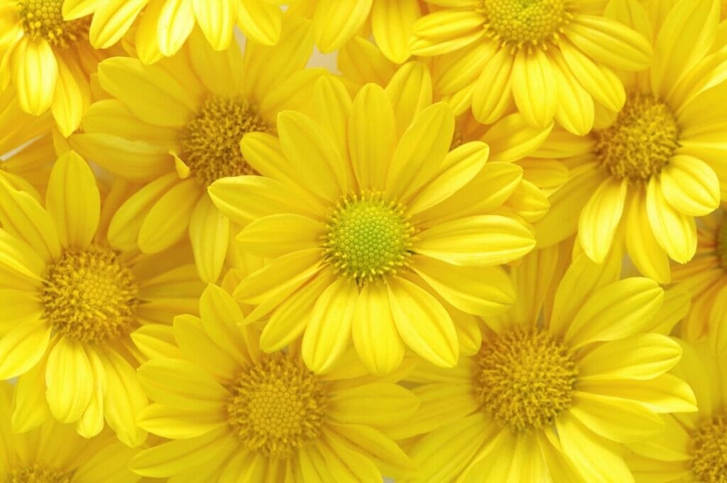 La couleur jaune
