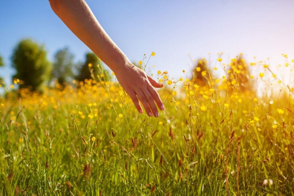 La signification et le symbolisme des fleurs jaunes aujourd'hui