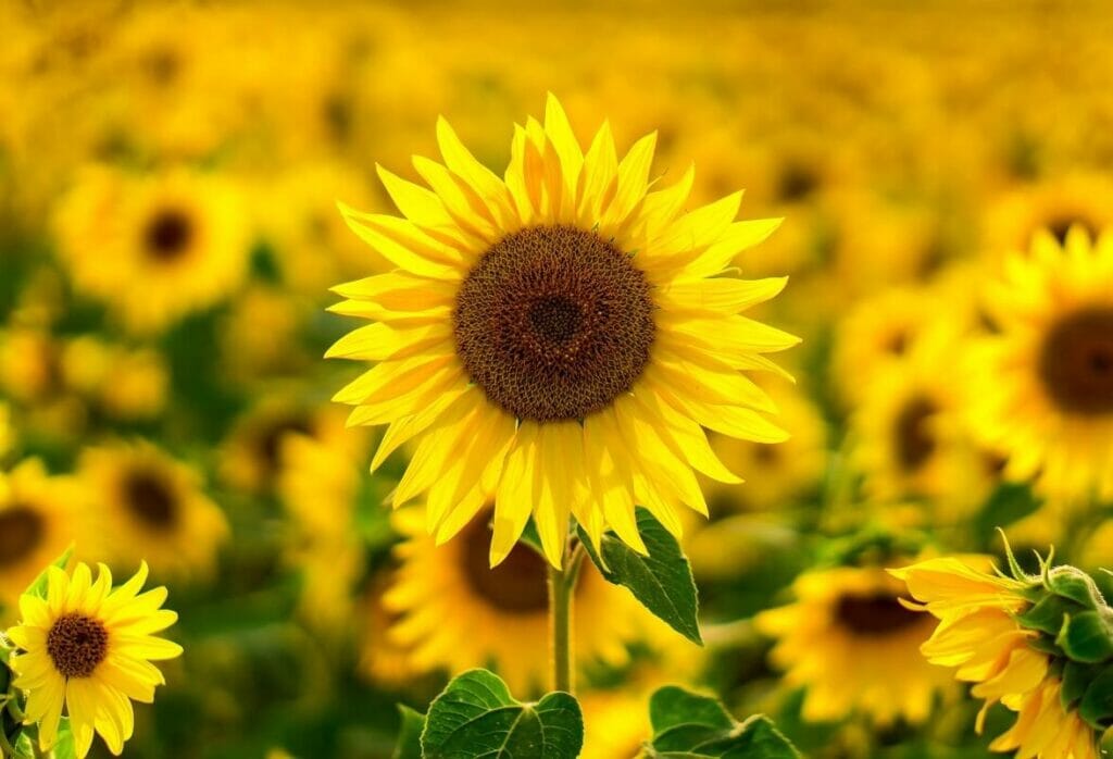 Types populaires de fleurs jaunes