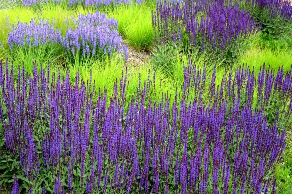 Quand fleurissent-elles généralement et quelle est la durée de la saison de floraison ?
