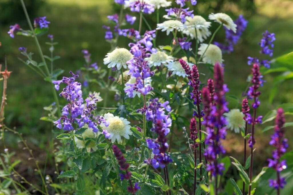 Meilleures plantes d'accompagnement au jardin pour la sauge sylvestre
