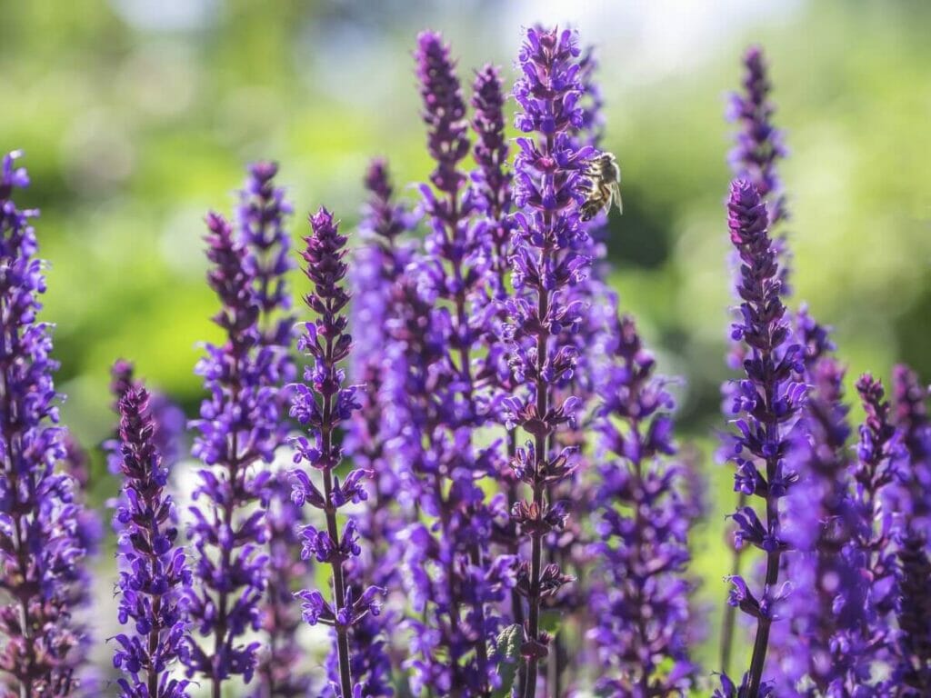 A propos de Salvia nemorosa (Sauge des bois)