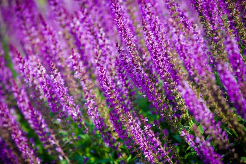 Comment prendre soin de Salvia nemorosa (Sauge des bois)
