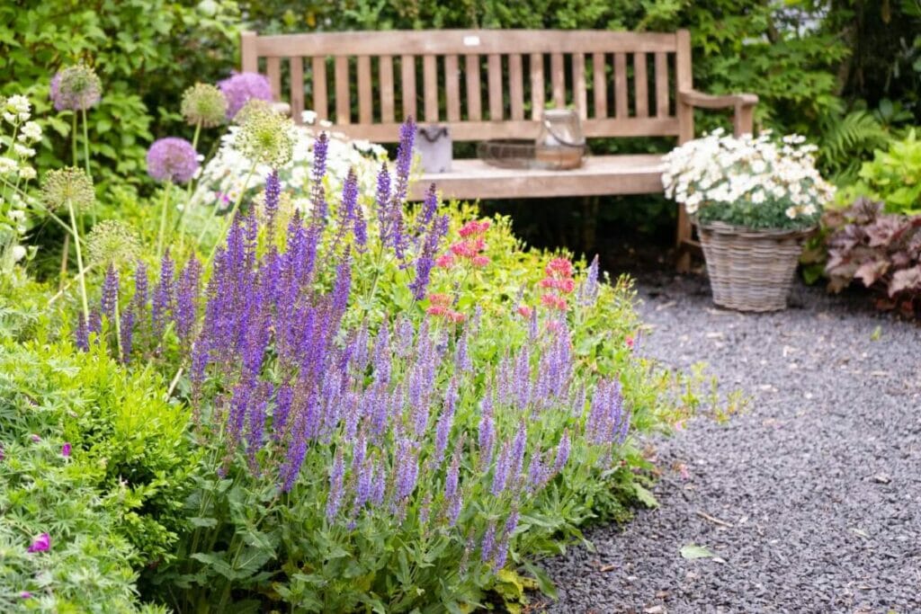 Comment cultiver Salvia nemorosa (Sauge des bois)