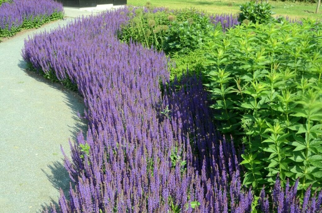 Comment cultiver Salvia nemorosa (Sauge des bois)