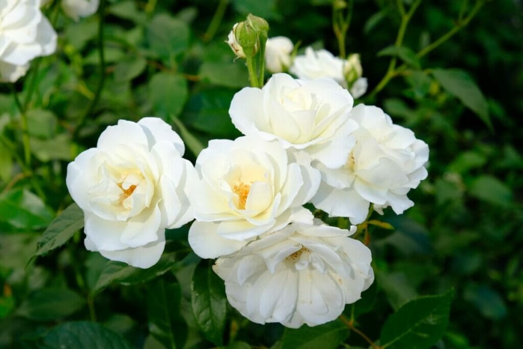 Roses blanches et christianisme