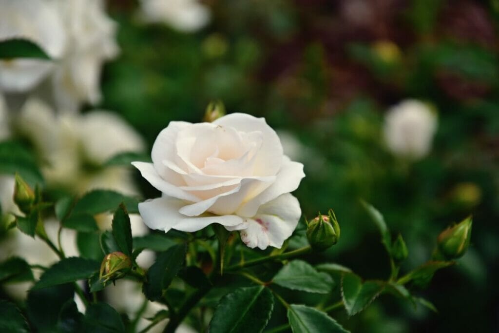 Roses blanches dans la Rome ancienne
