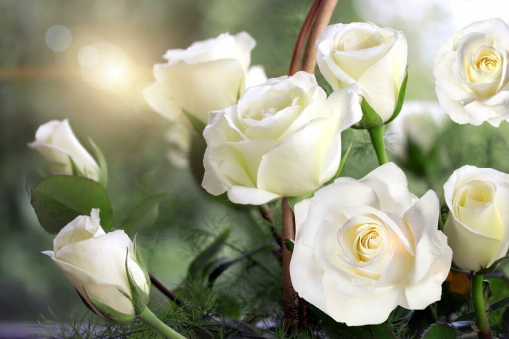 La signification, le symbolisme et l'importance culturelle des roses blanches