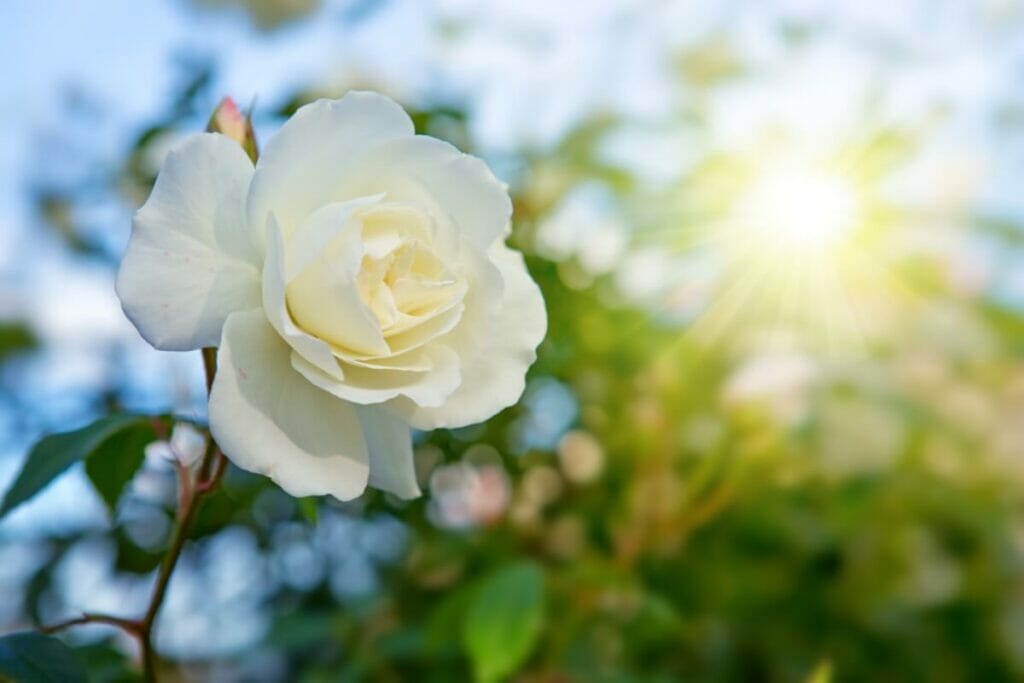 A propos des fleurs de roses blanches