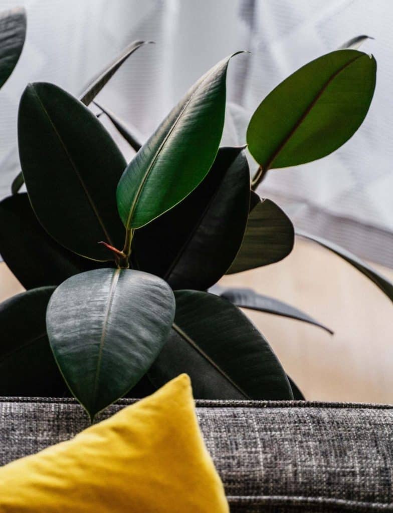 Les avantages des plantes d'hévéa