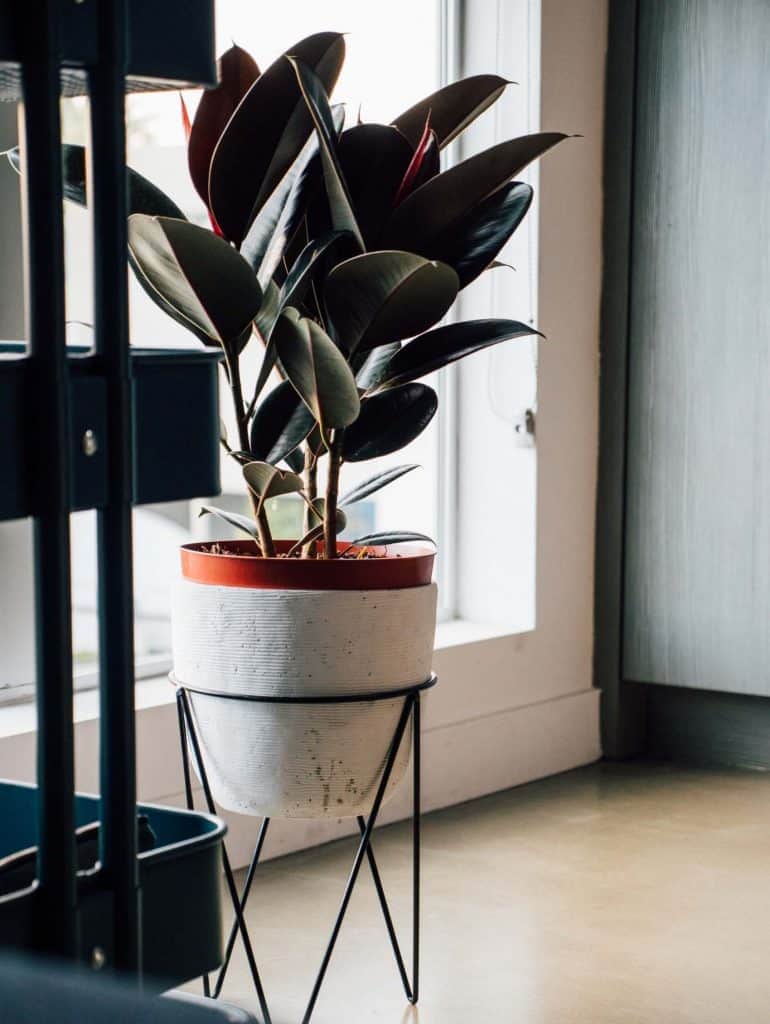 Comment cultiver des plantes d'hévéa - Préférences en matière de sol, de taille et de lumière