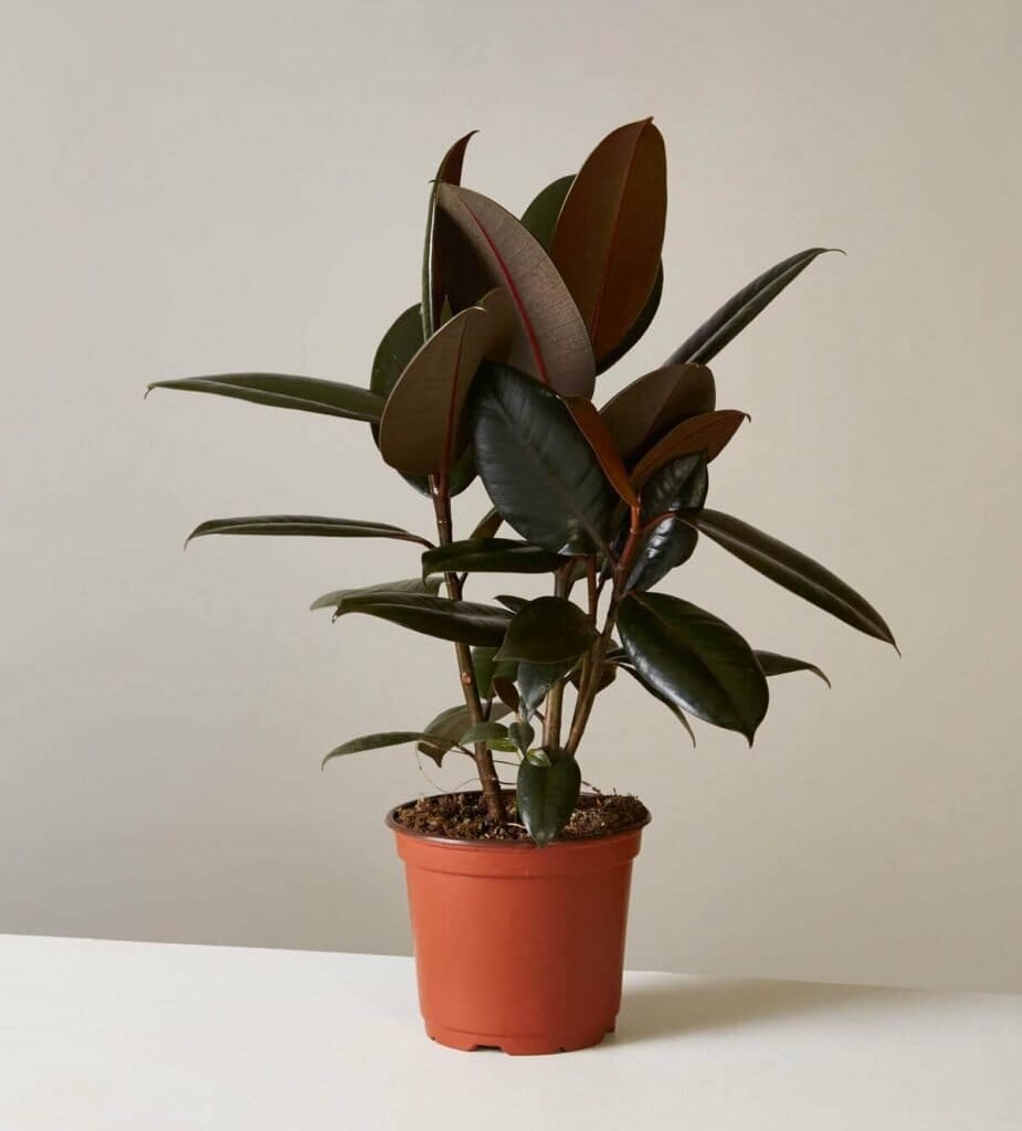 Les types les plus populaires de plantes d'hévéa