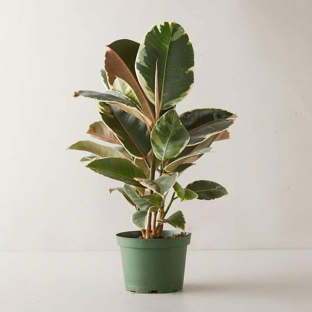 Signification et symbolisme des plantes d'hévéa