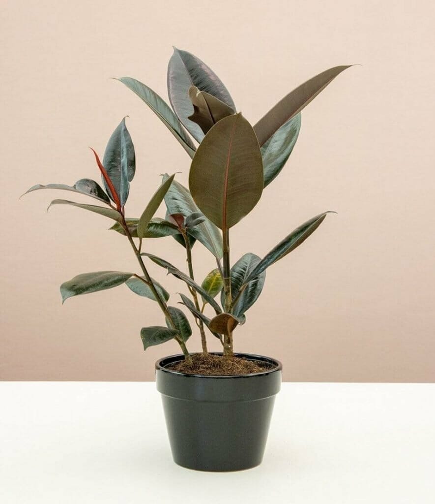 Comment prendre soin des plantes d'hévéa