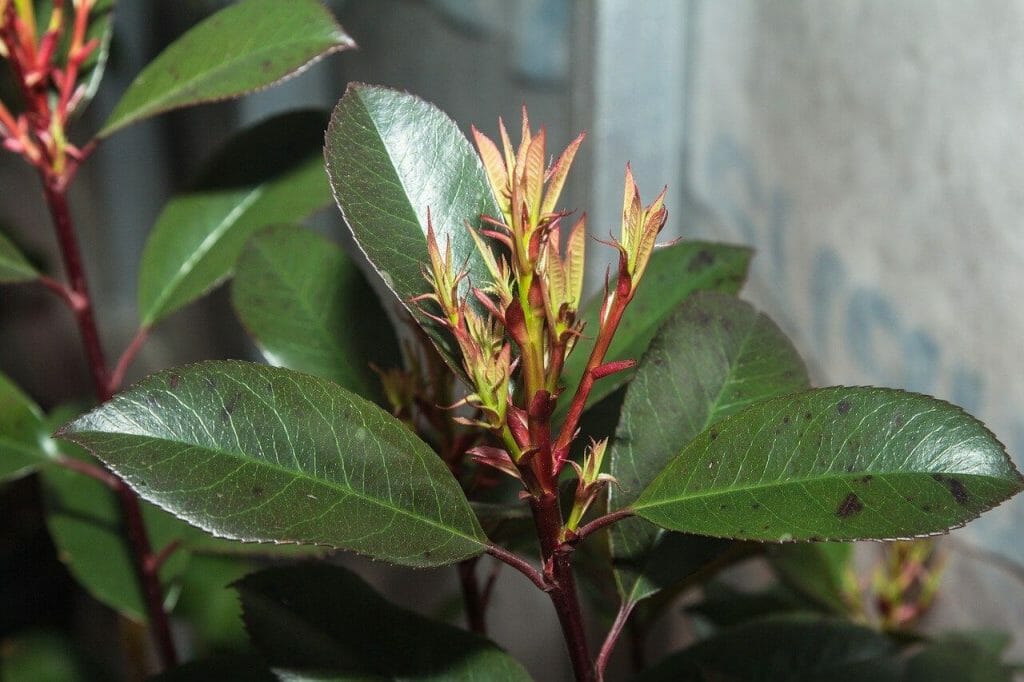 Plantes d'hévéa - Considérations sur les ravageurs et les maladies