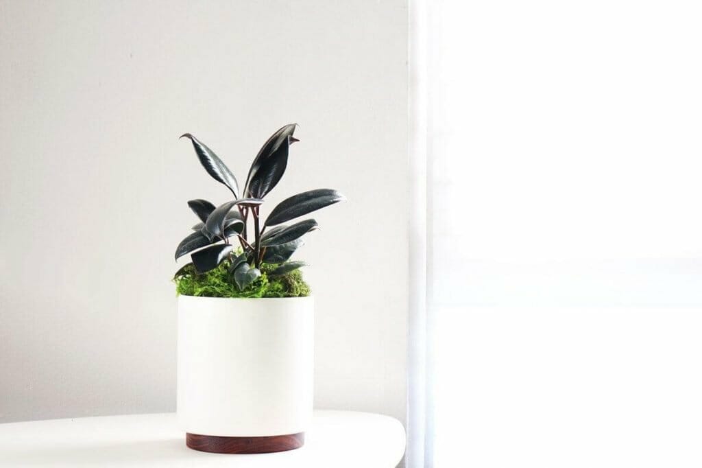 Comment rempoter les plantes d'hévéa - Leon et George