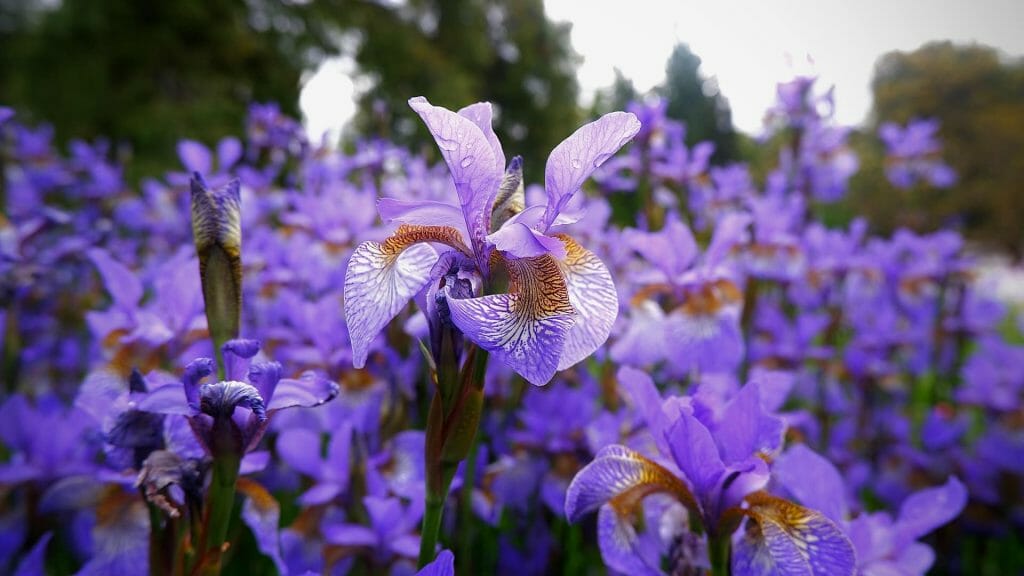 Histoire et origine des fleurs d'iris