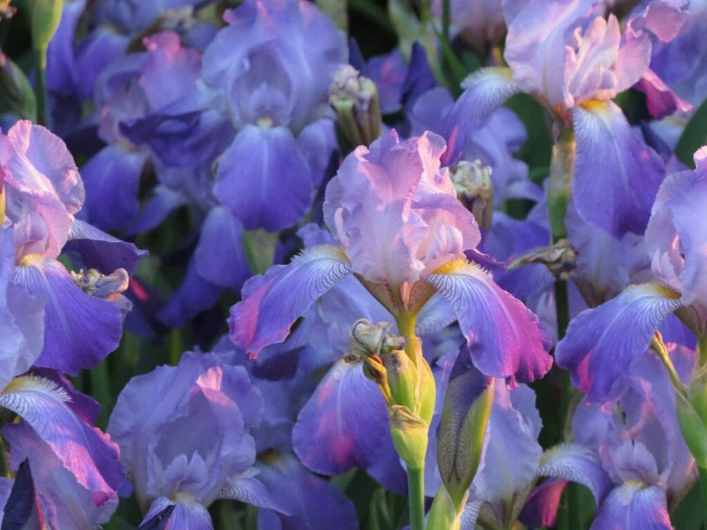 Types de fleurs d'iris
