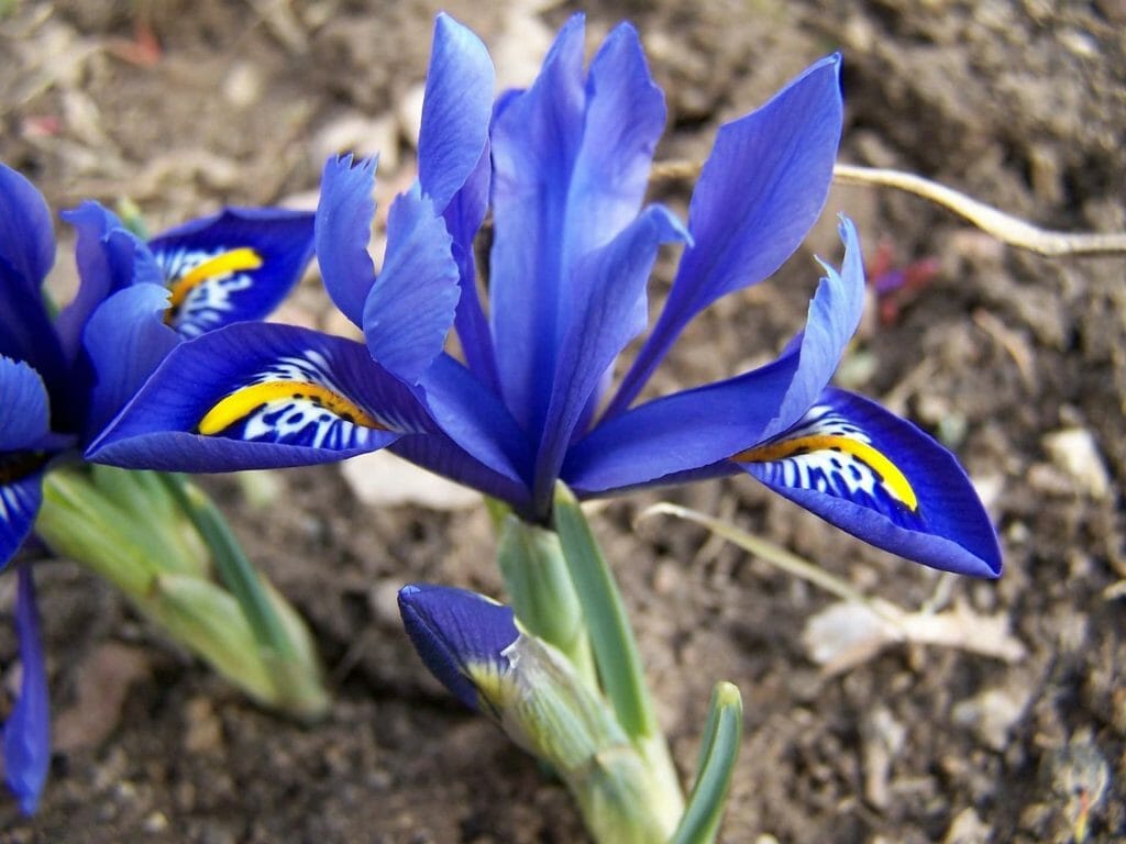 Bulbe d'iris réticulé