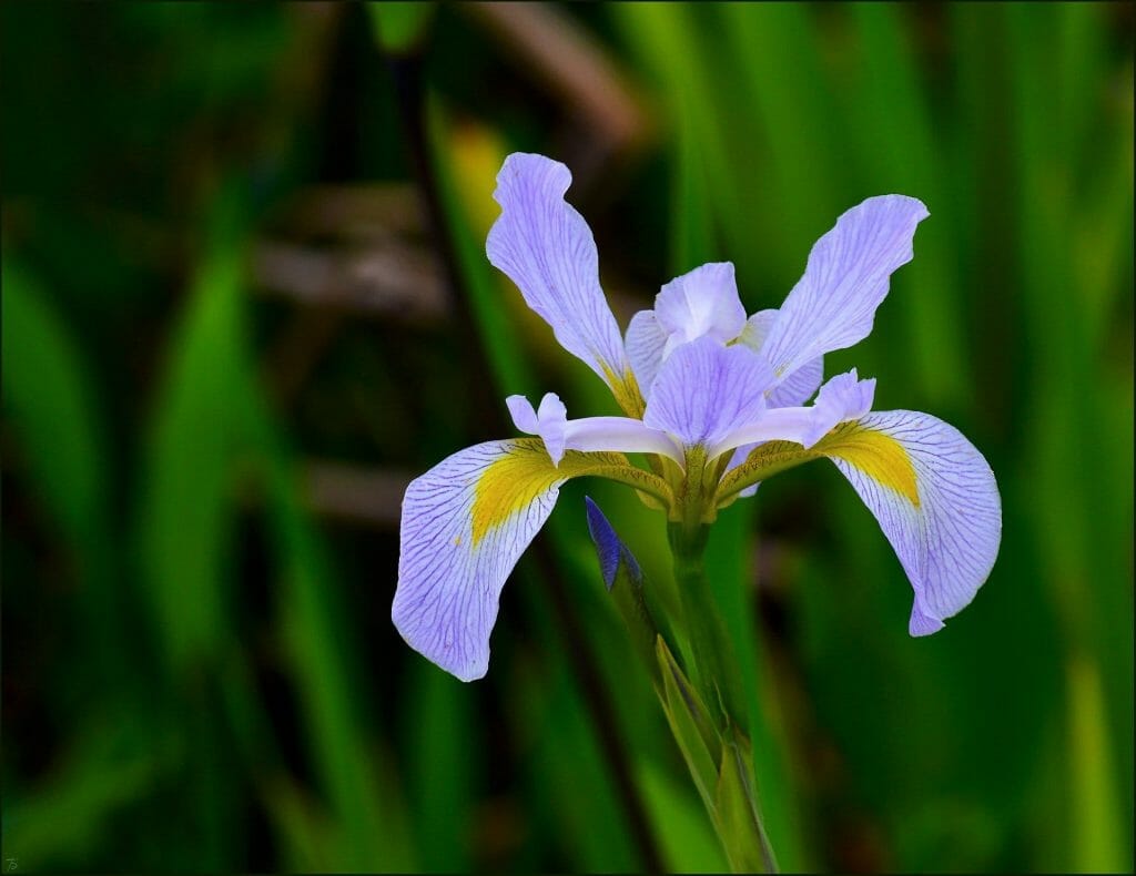Bulbe d'iris hollandais