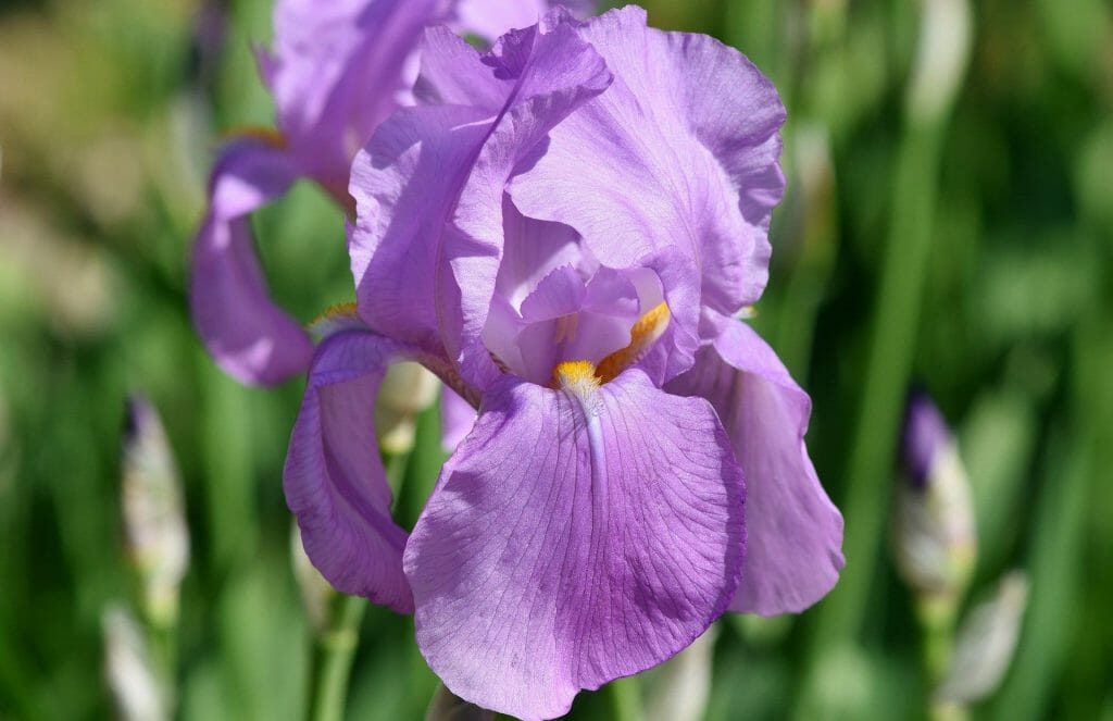 Fleurs d'iris barbu