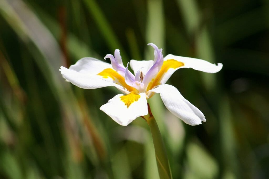 Signification et symbolisme de la fleur d'iris blanc