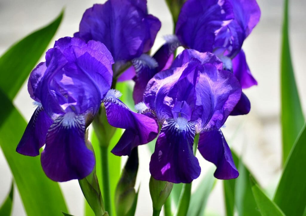 Signification et symbolisme de la fleur d'iris pourpre