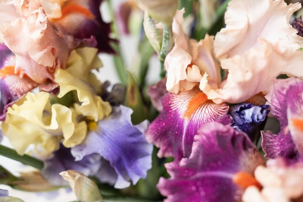 Conseils à prendre en compte lors de l'achat de fleurs d'iris