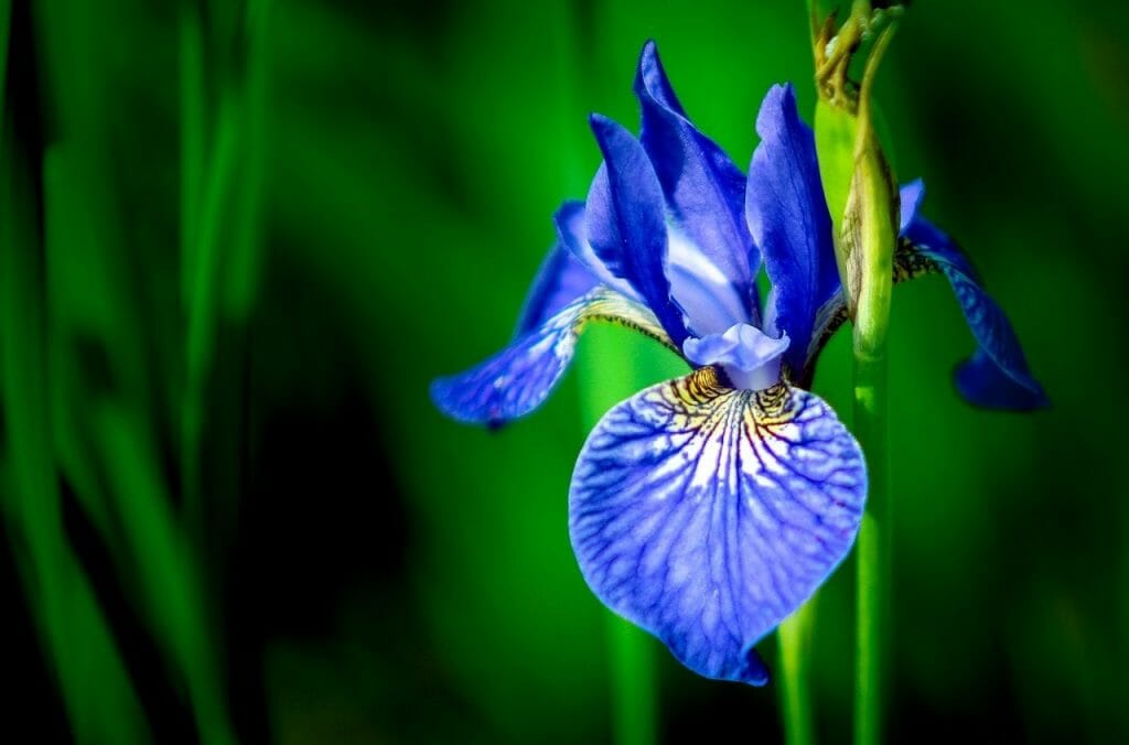 Signification et symbolisme de la fleur d'iris bleu