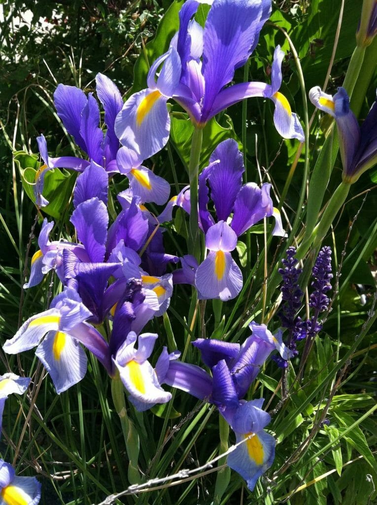 Fleurs d'iris sans barbe