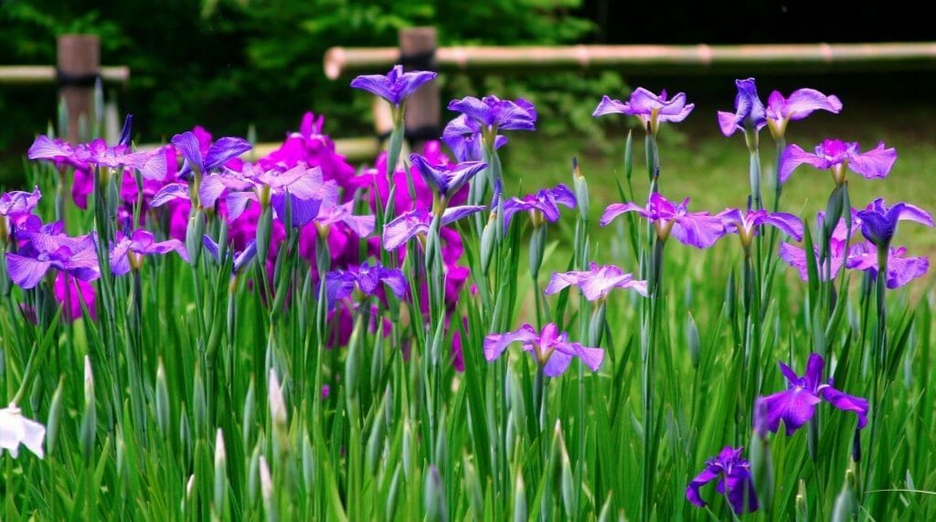Comment prendre soin des fleurs d'iris