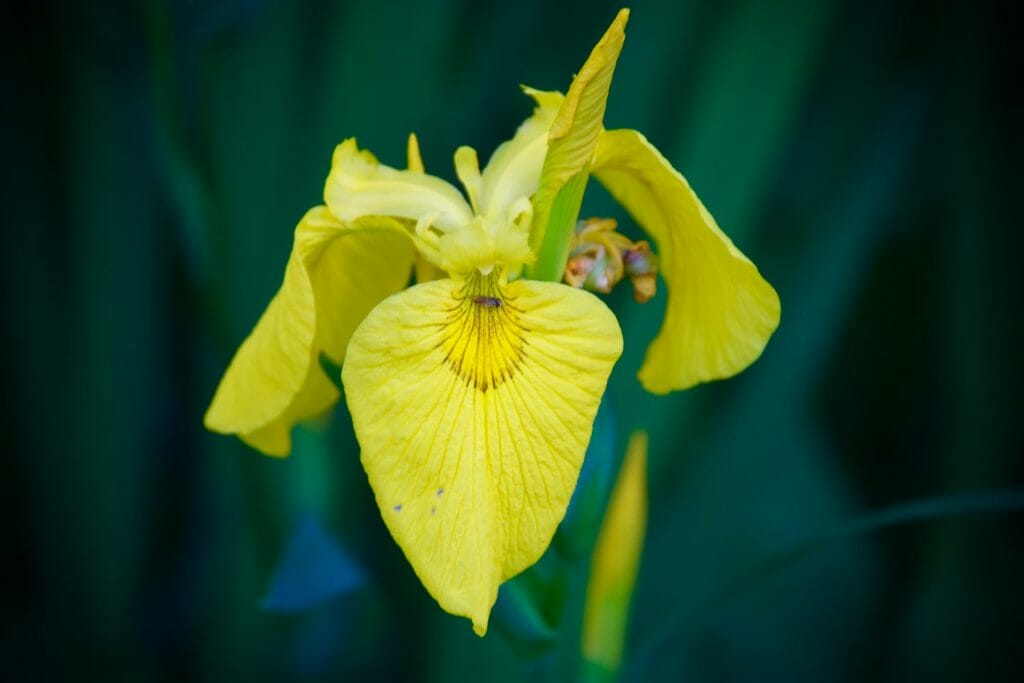 Signification et symbolisme de la fleur d'iris jaune