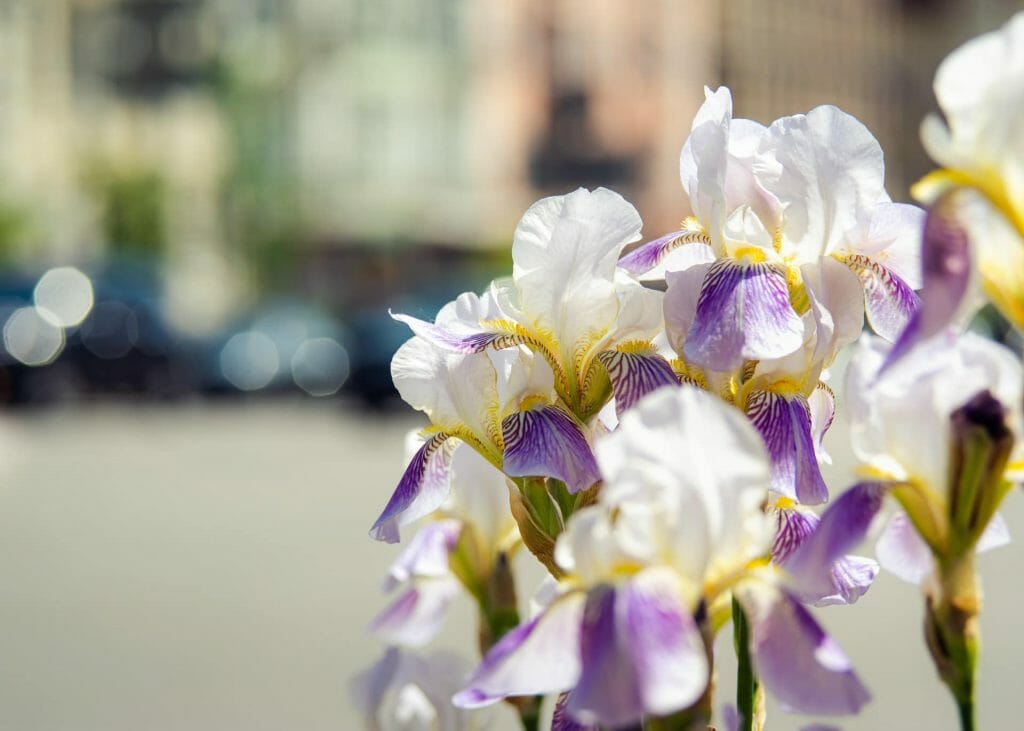 Symbolisme de la fleur d'iris - Comment choisir les meilleures fleurs d'iris pour chaque occasion de cadeau