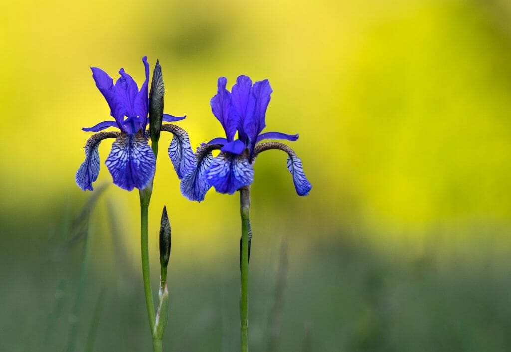 Fleurs d'iris à crête