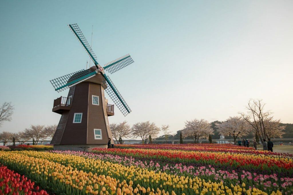 Signification et symbolisme de la fleur de tulipe
