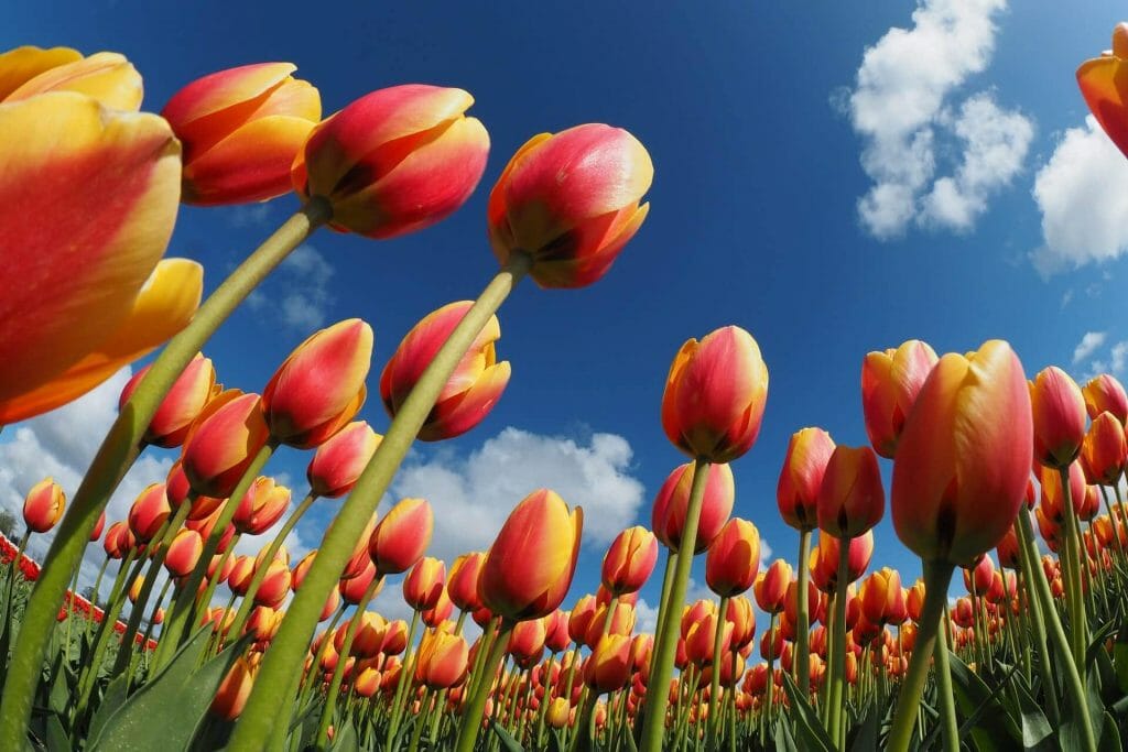 Histoire et origines de la fleur de tulipe