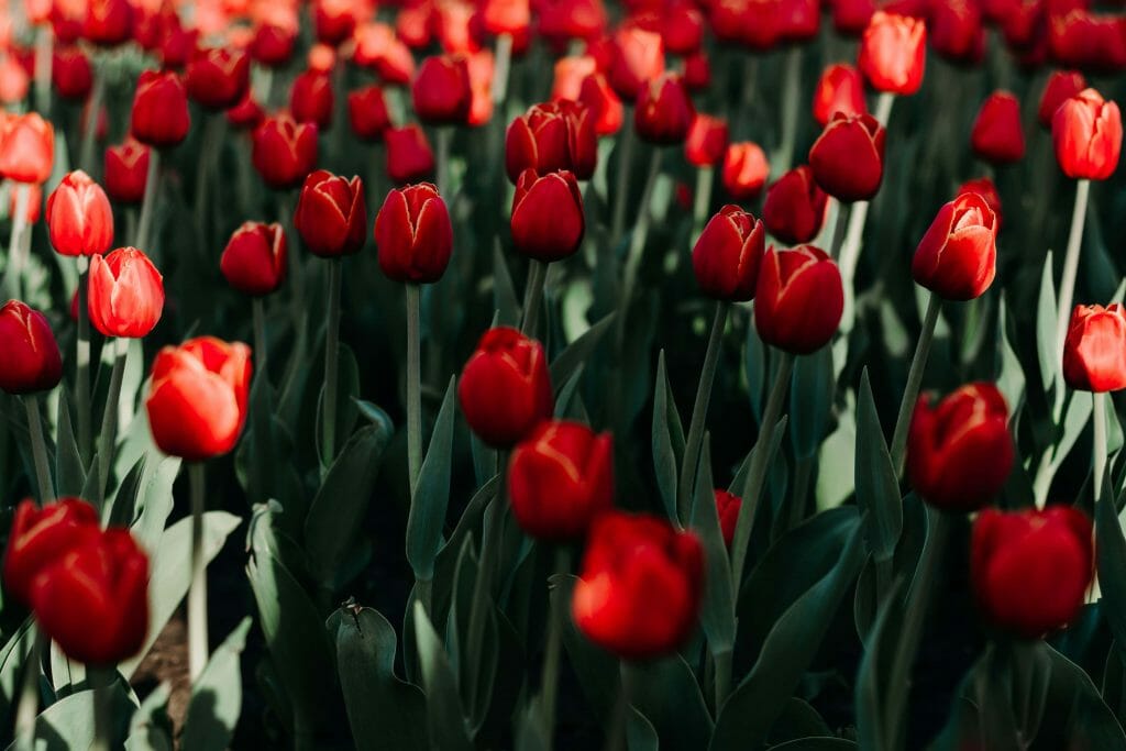 Signification de la fleur de tulipe rouge