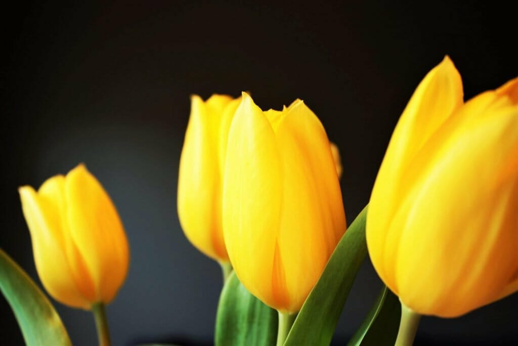 Signification de la fleur de tulipe jaune